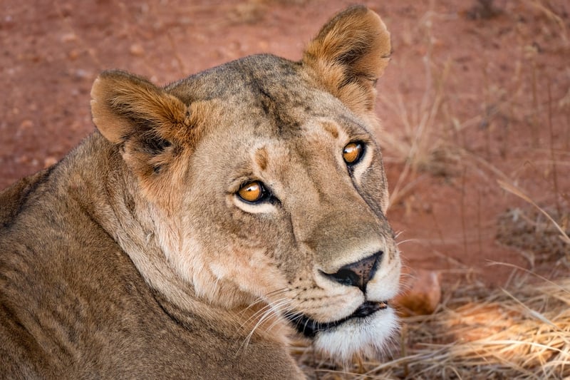 Lion Safari in Kenya