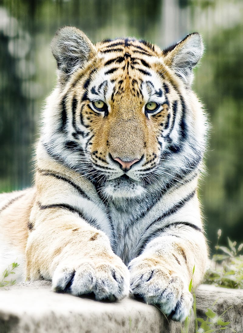 Bengal Tiger in Ranthambore National Park